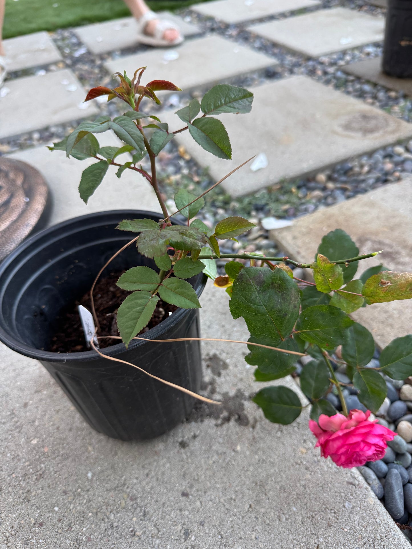 Julieta Raspberry 6inch size in 1 Gallon pot -own root