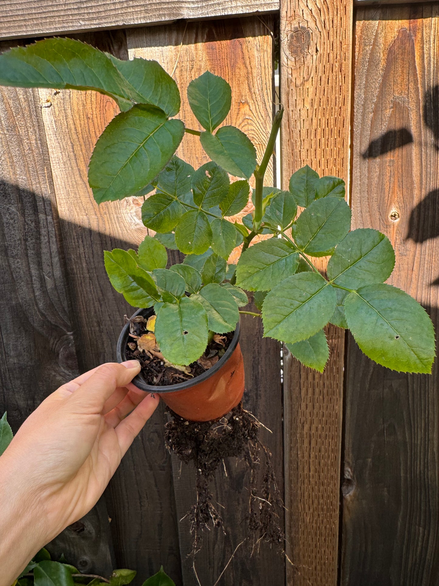 Rose Northanger Abbey in 4 inch pot own roots