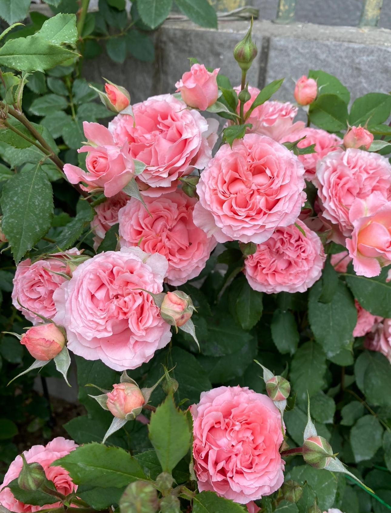 Rose Corail gelee 珊瑚果冻 1 Gallon size