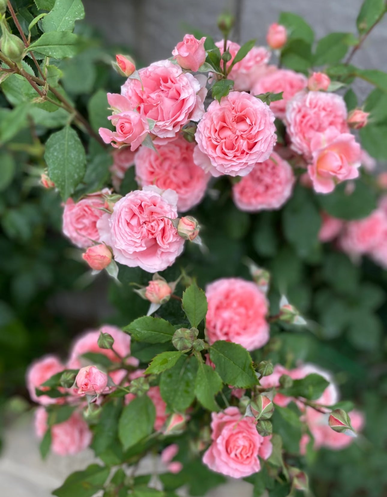 Rose Corail gelee 珊瑚果冻 1 Gallon size