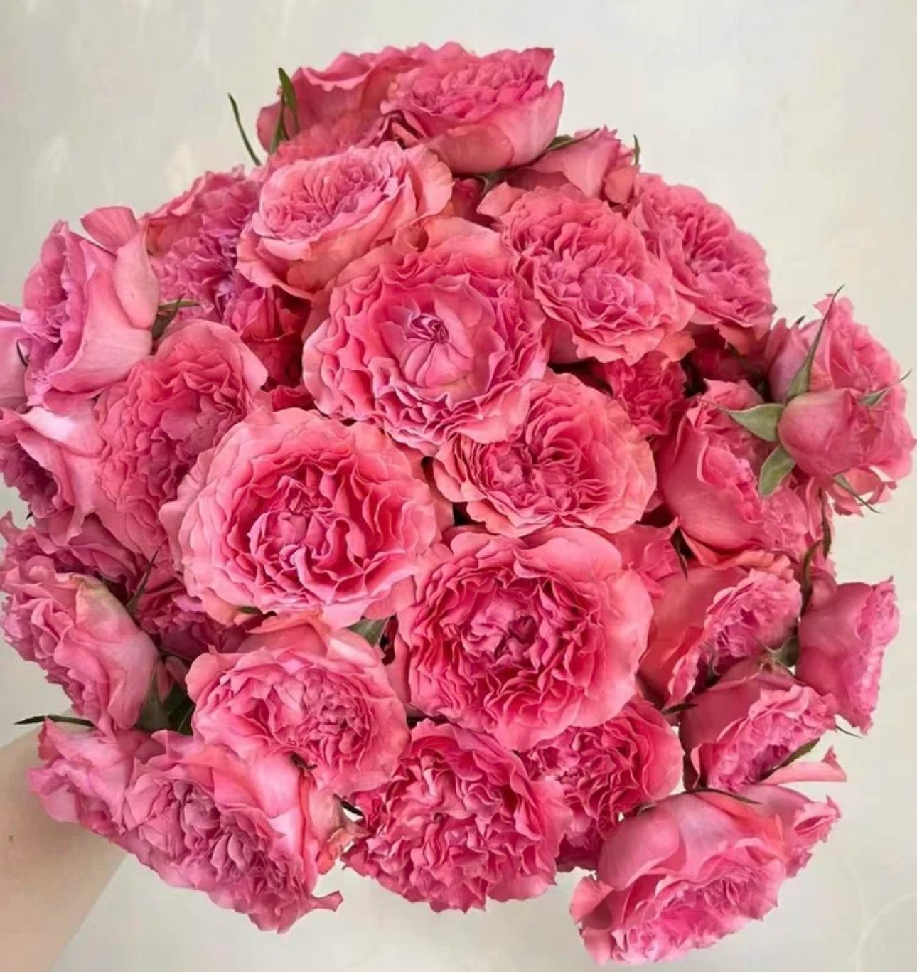 Rose Corail gelee 珊瑚果冻 1 Gallon size