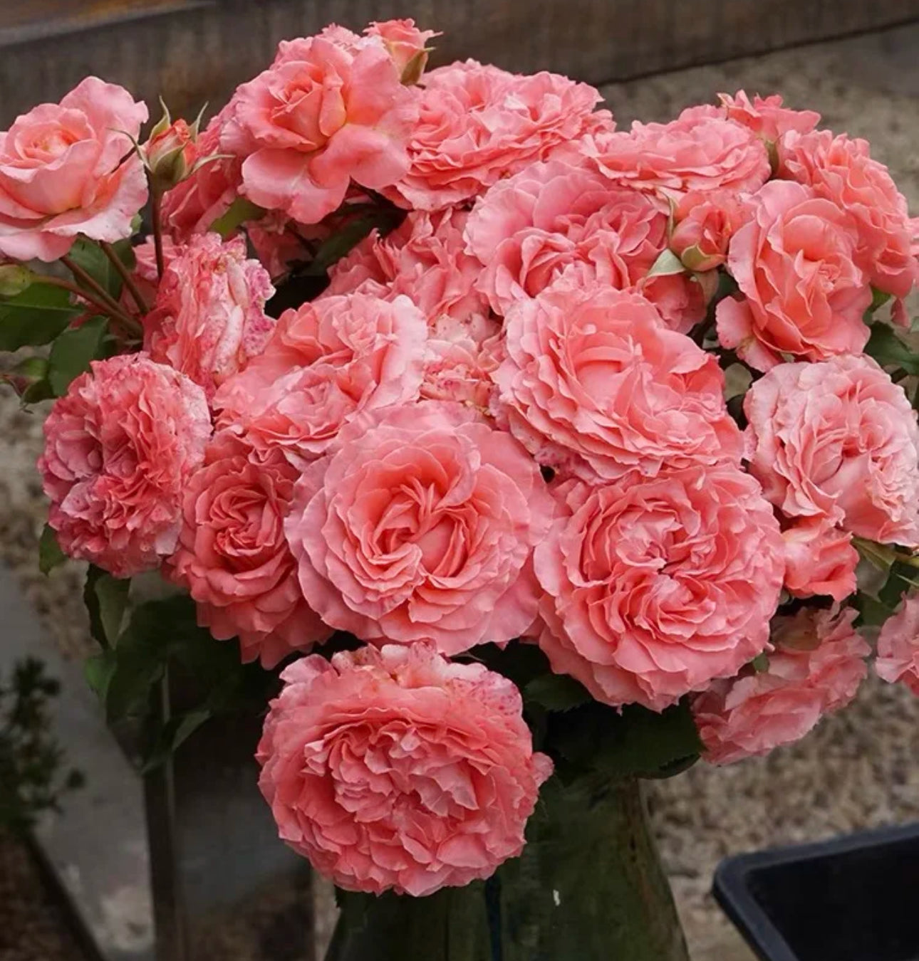 Rose Corail gelee 珊瑚果冻 1 Gallon size