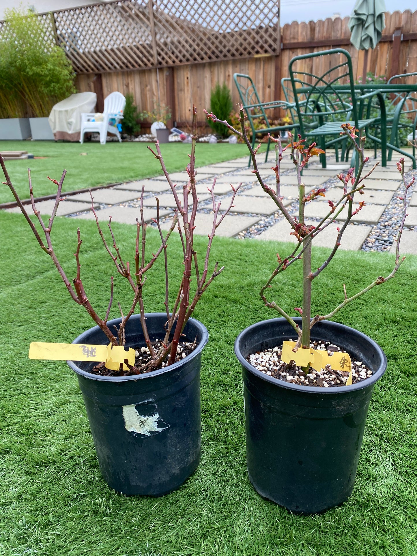 Shrub Rare Rose Huanzi (月季幻紫)Shrub rose 1 gallon