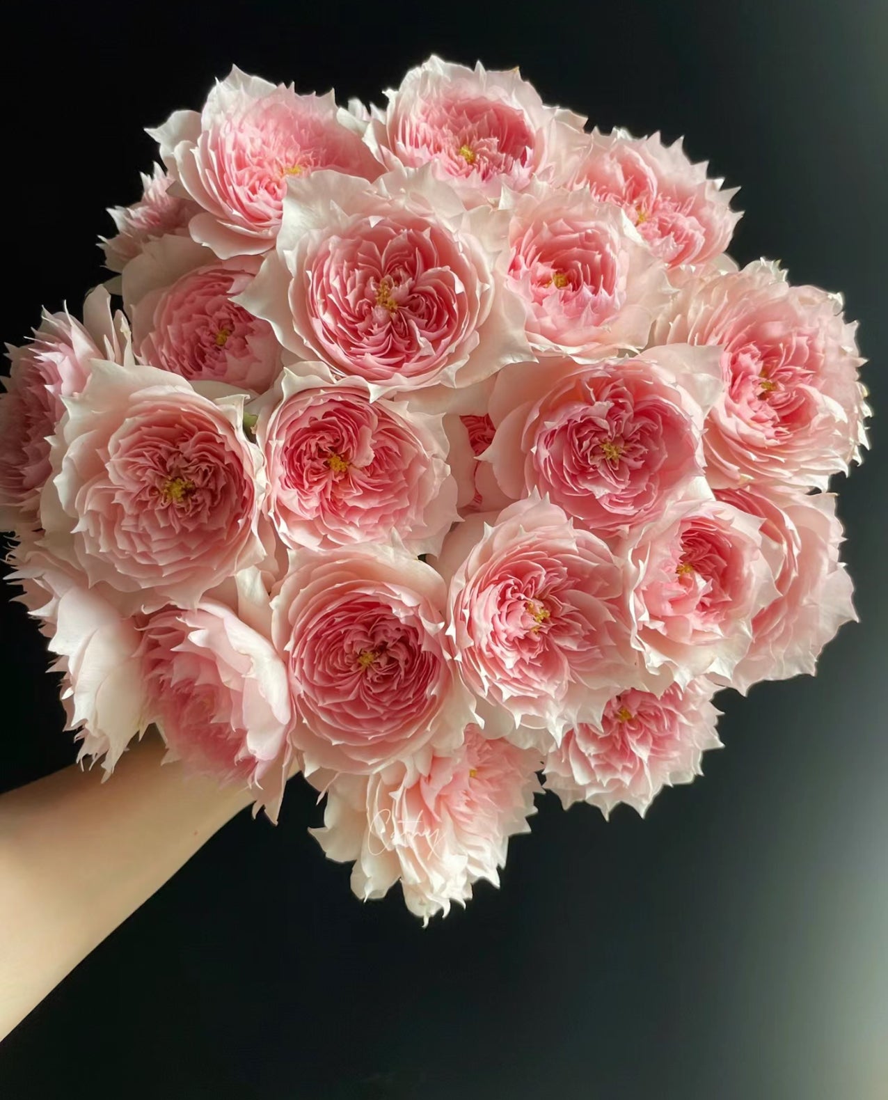 Special Deal Monique Darve 莫妮卡戴维- 6inch to 1 gallon size plant