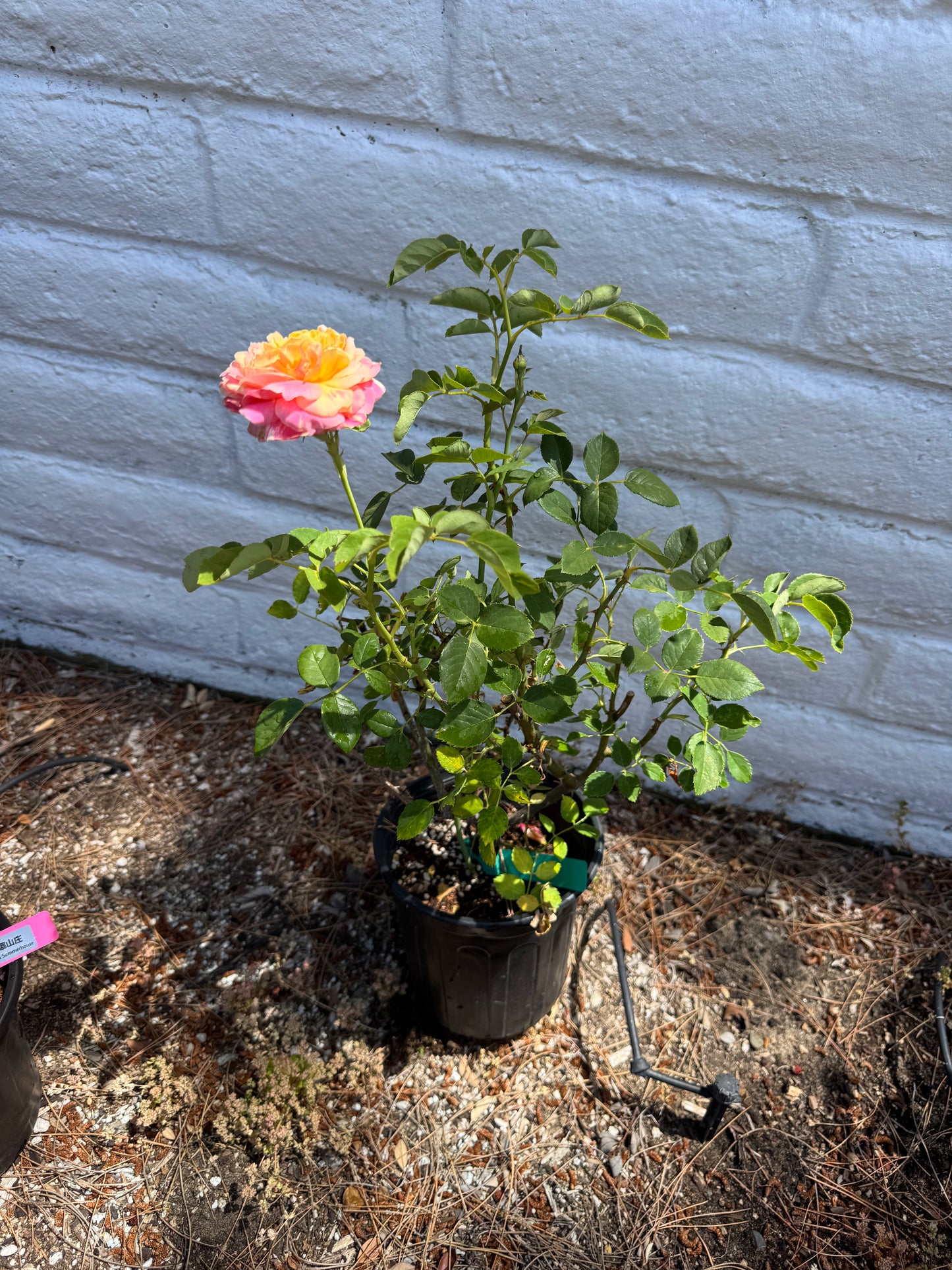 Rose Claude Monet (莫奈) Shrub Rose 1 Gallon Size