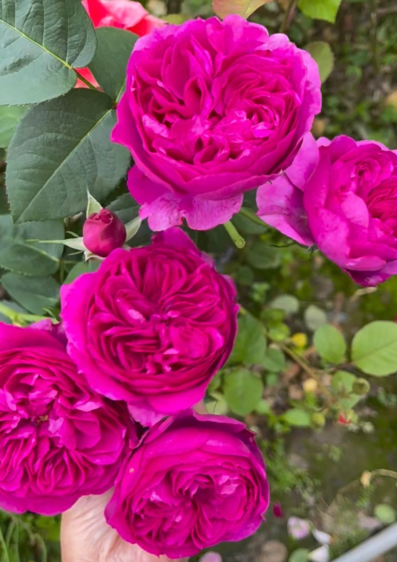 Rose Ci Xuan 6inch size