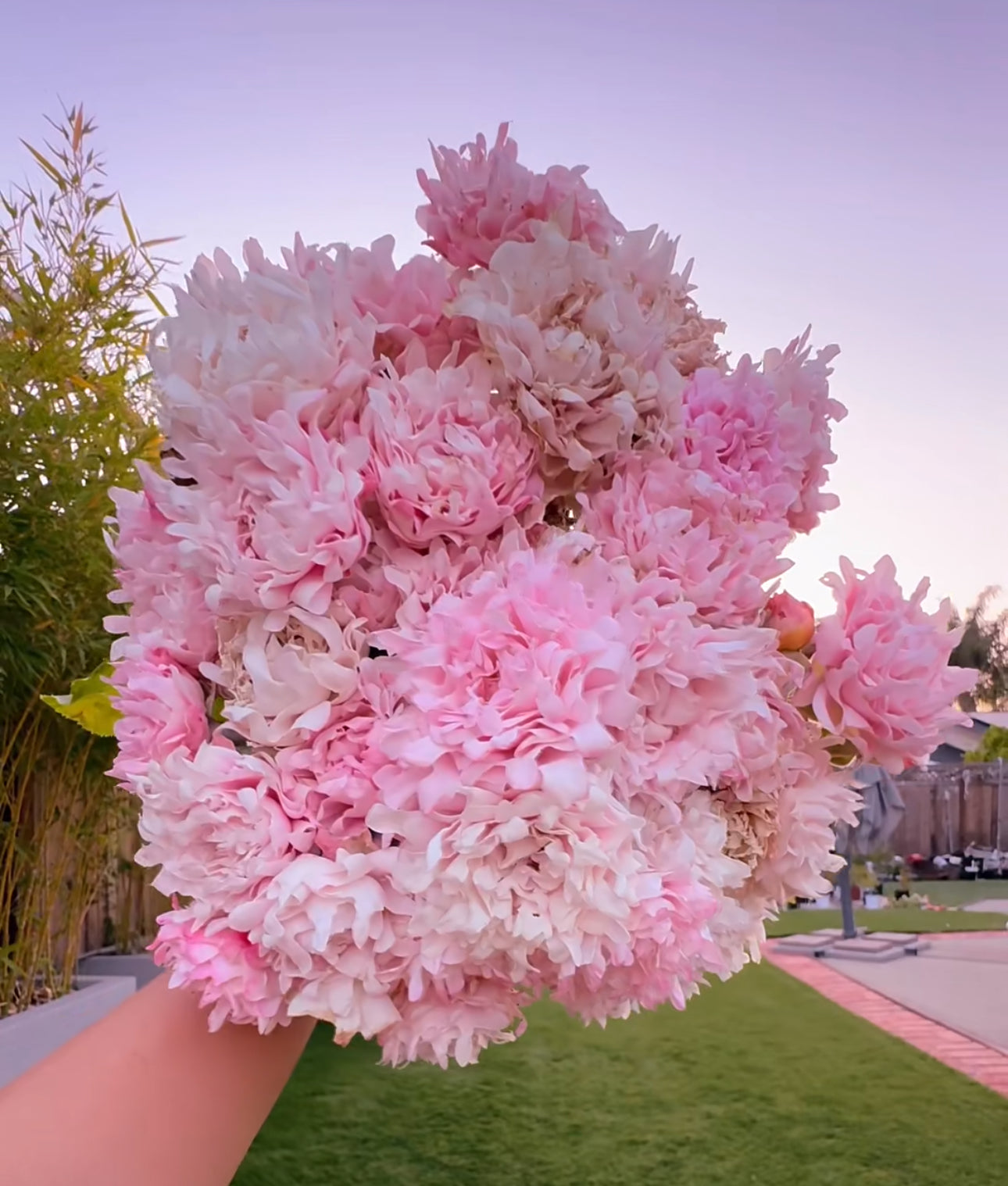 Japanese rare Sea Anemone 海葵 shrub rose 6 inch to 1 Gallon size
