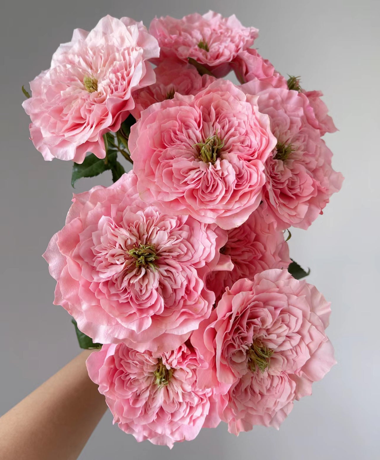 Rose Mikoto 美琴 1 Gallon live plant