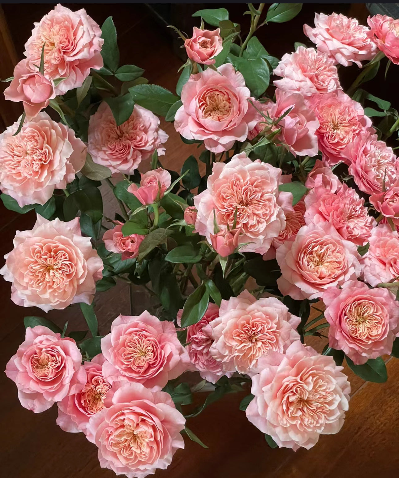 Rose Mikoto 美琴 1 Gallon live plant