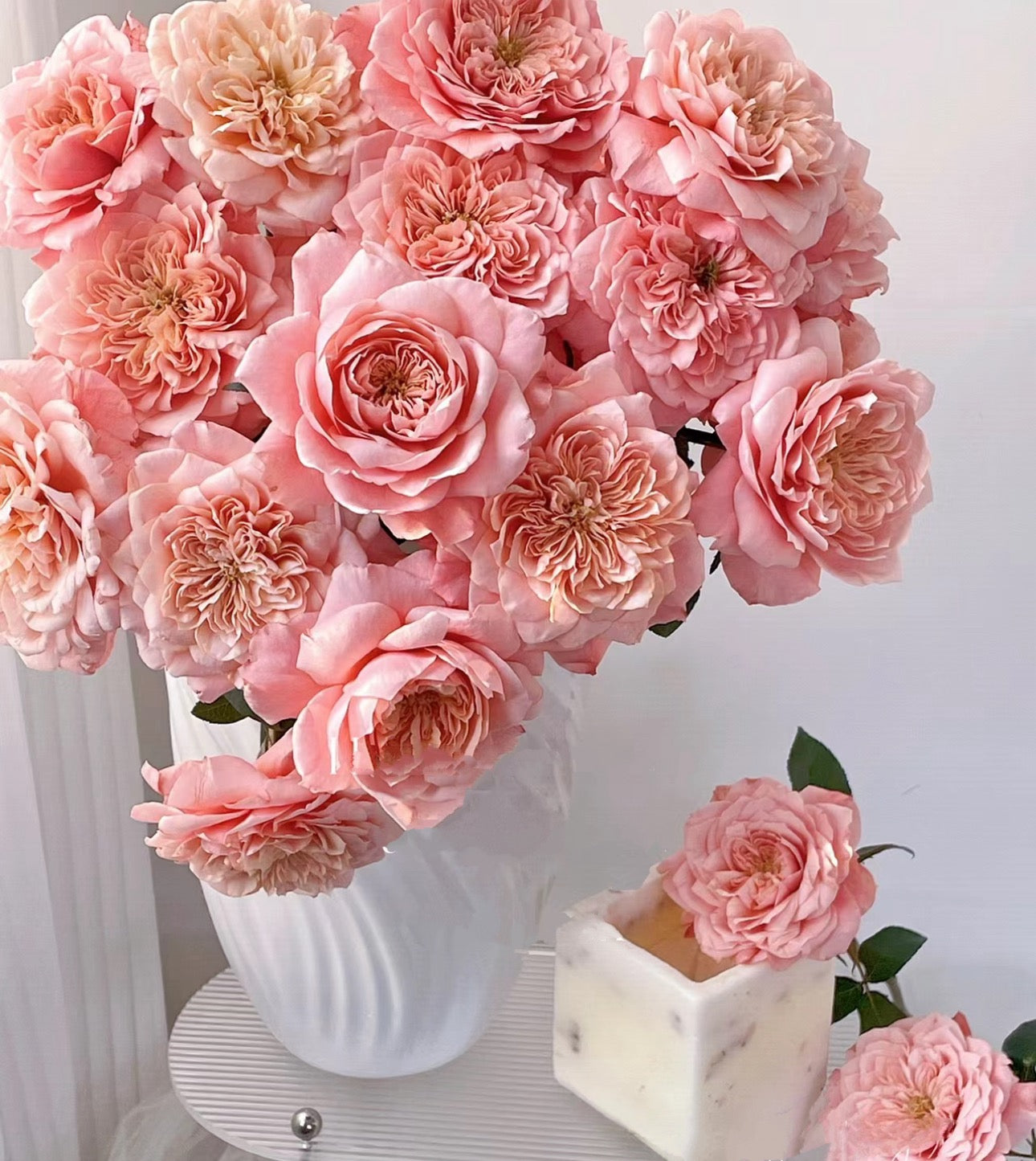 Rose Mikoto 美琴 1 Gallon live plant