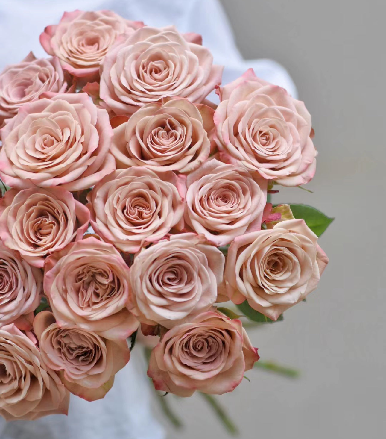 Rose Cappuccino- 1 Gallon Live plant