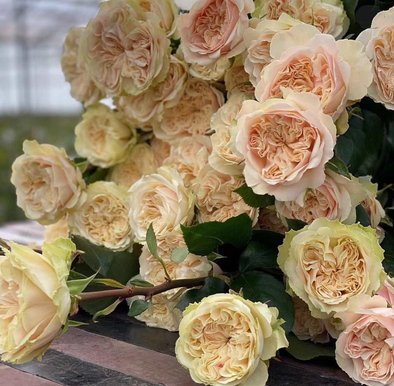Rose Victoria Wedding - 6inch size
