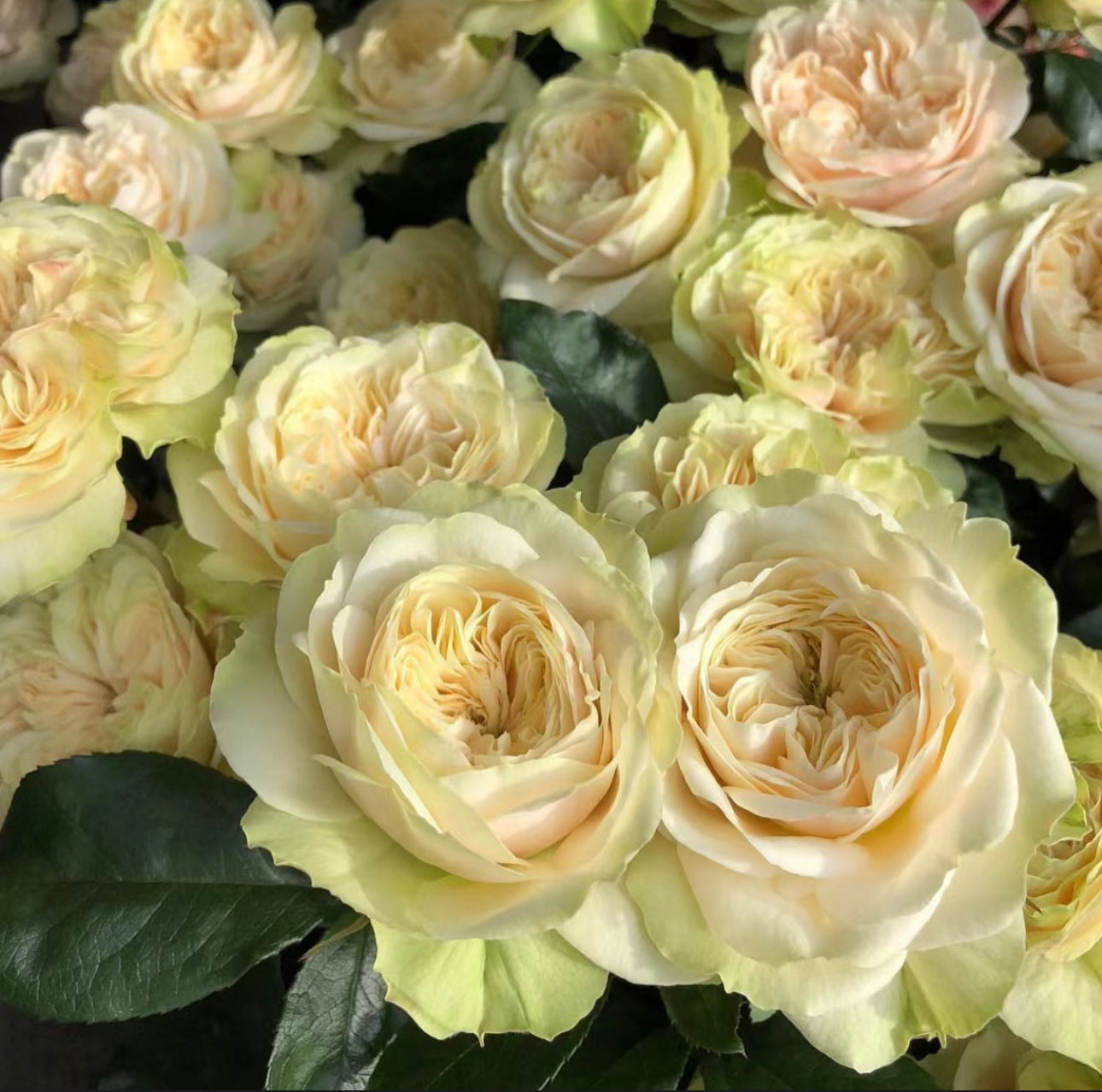 Rose Victoria Wedding - 6inch size
