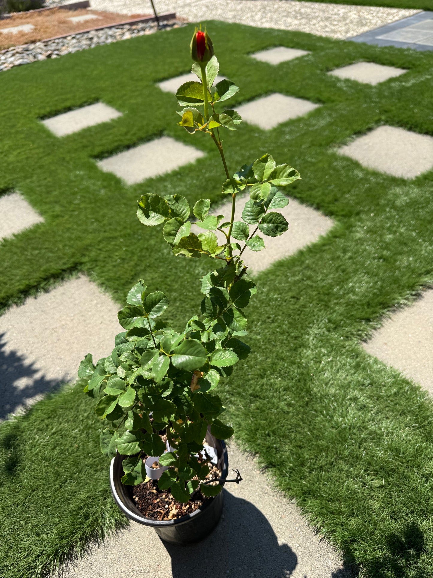 Rose South Park 南方公园 1 gallon size