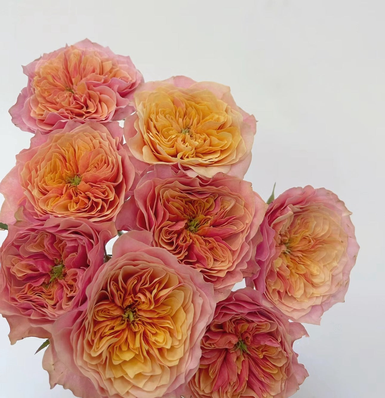 Pre-Order Rose Kensington P 肯辛顿公园 1 gallon size.