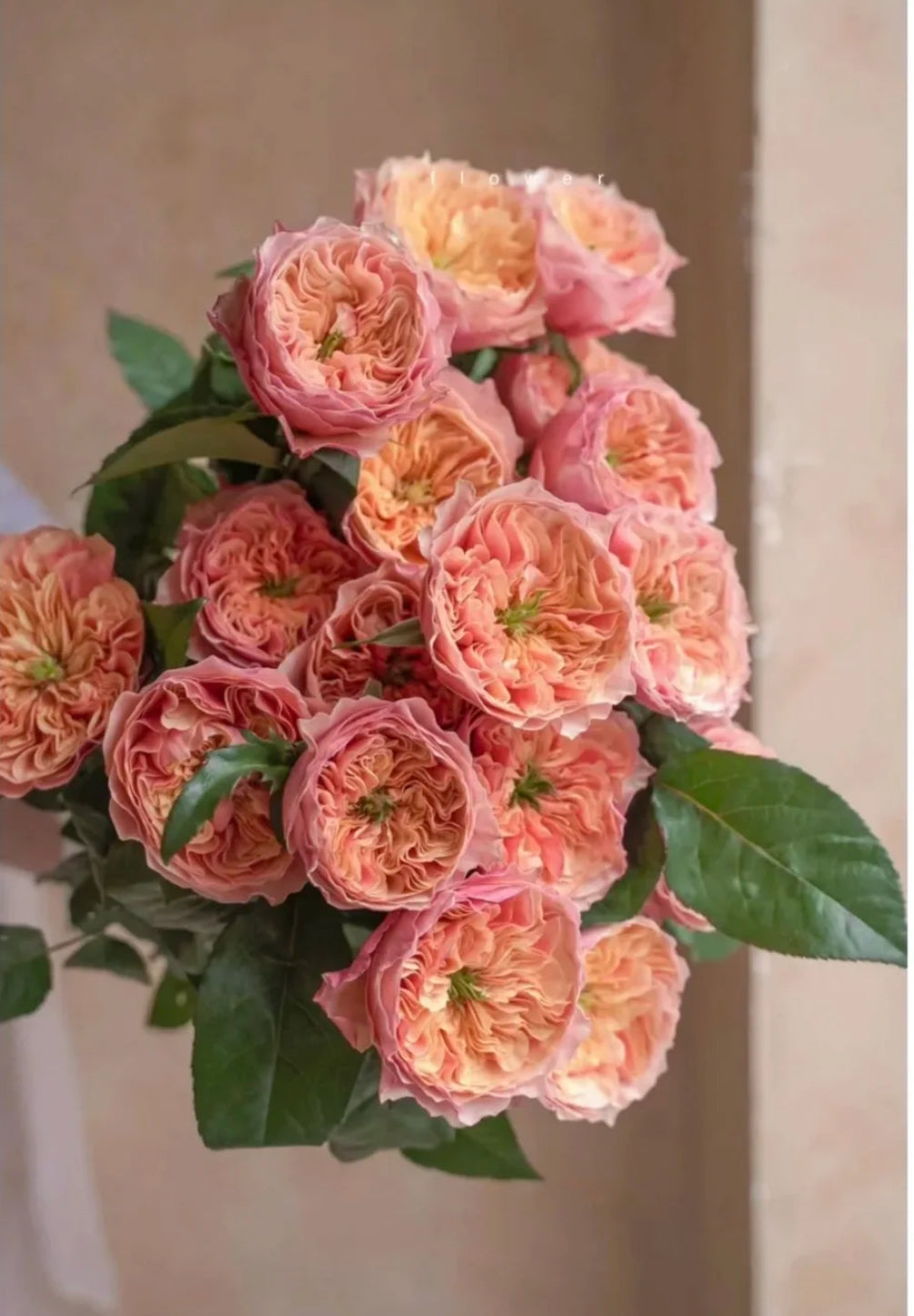 Rose Kensington P 肯辛顿公园 6 inch to 1 gallon size.