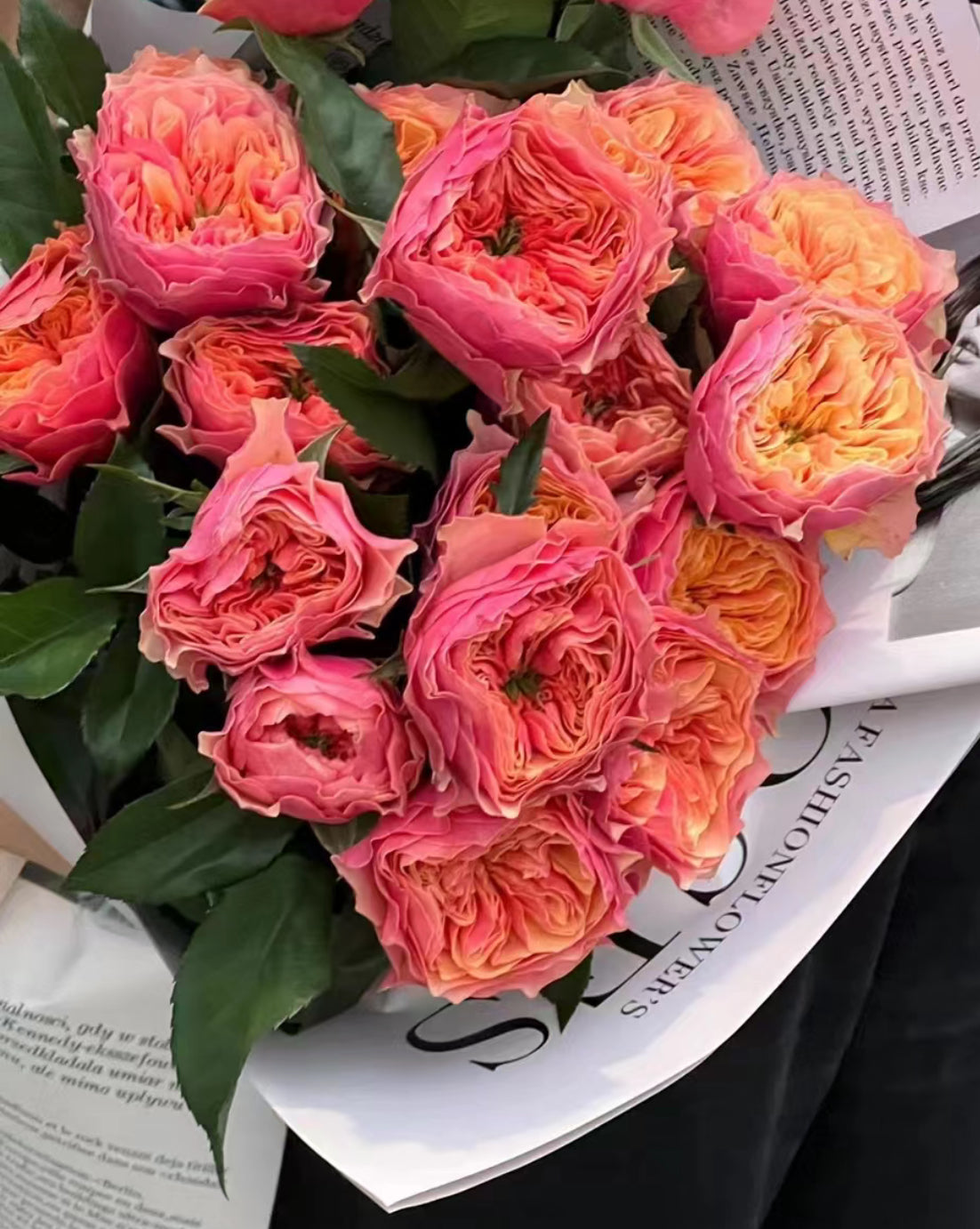 Rose Kensington P 肯辛顿公园 6 inch to 1 gallon size.