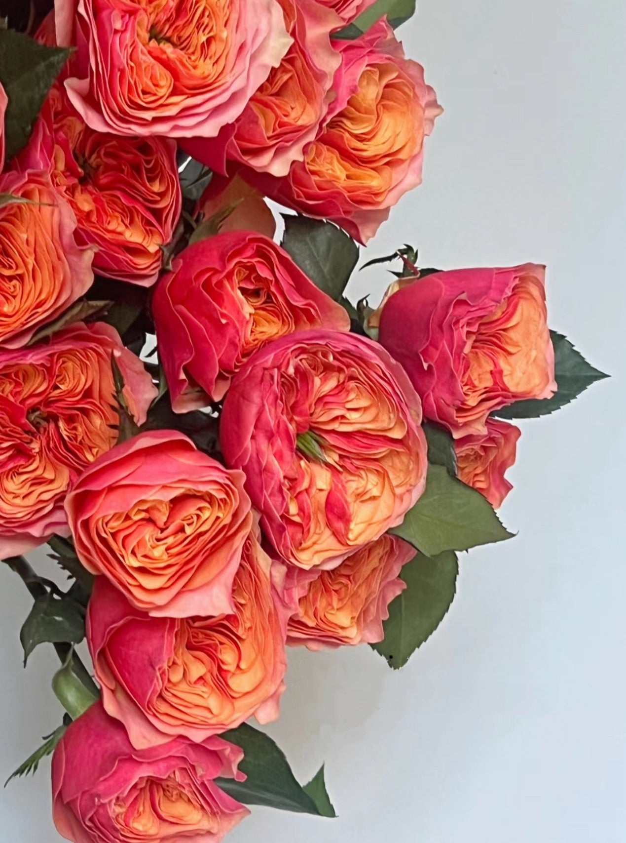 Rose Kensington P 肯辛顿公园 6 inch to 1 gallon size.