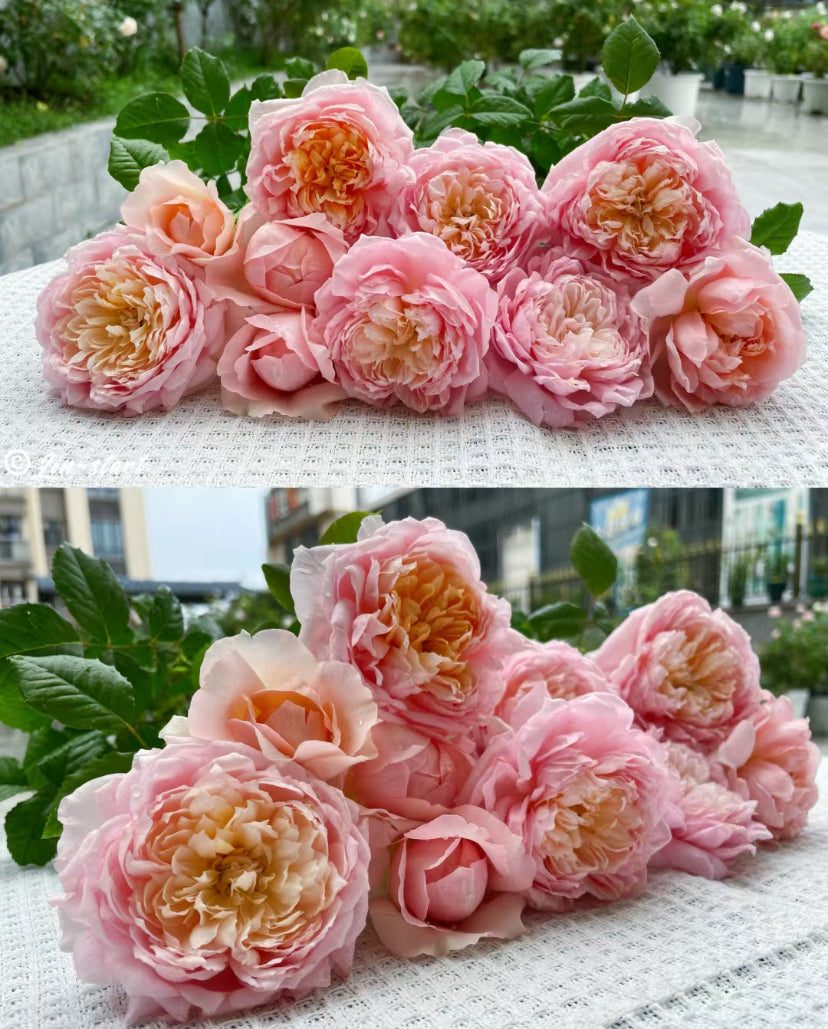Chinese Rose. Taoran 桃染 1 Gallon live plant