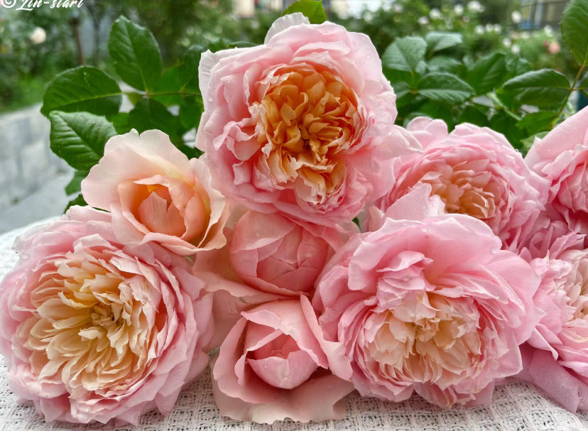 Chinese Rose. Taoran 桃染 1 Gallon live plant