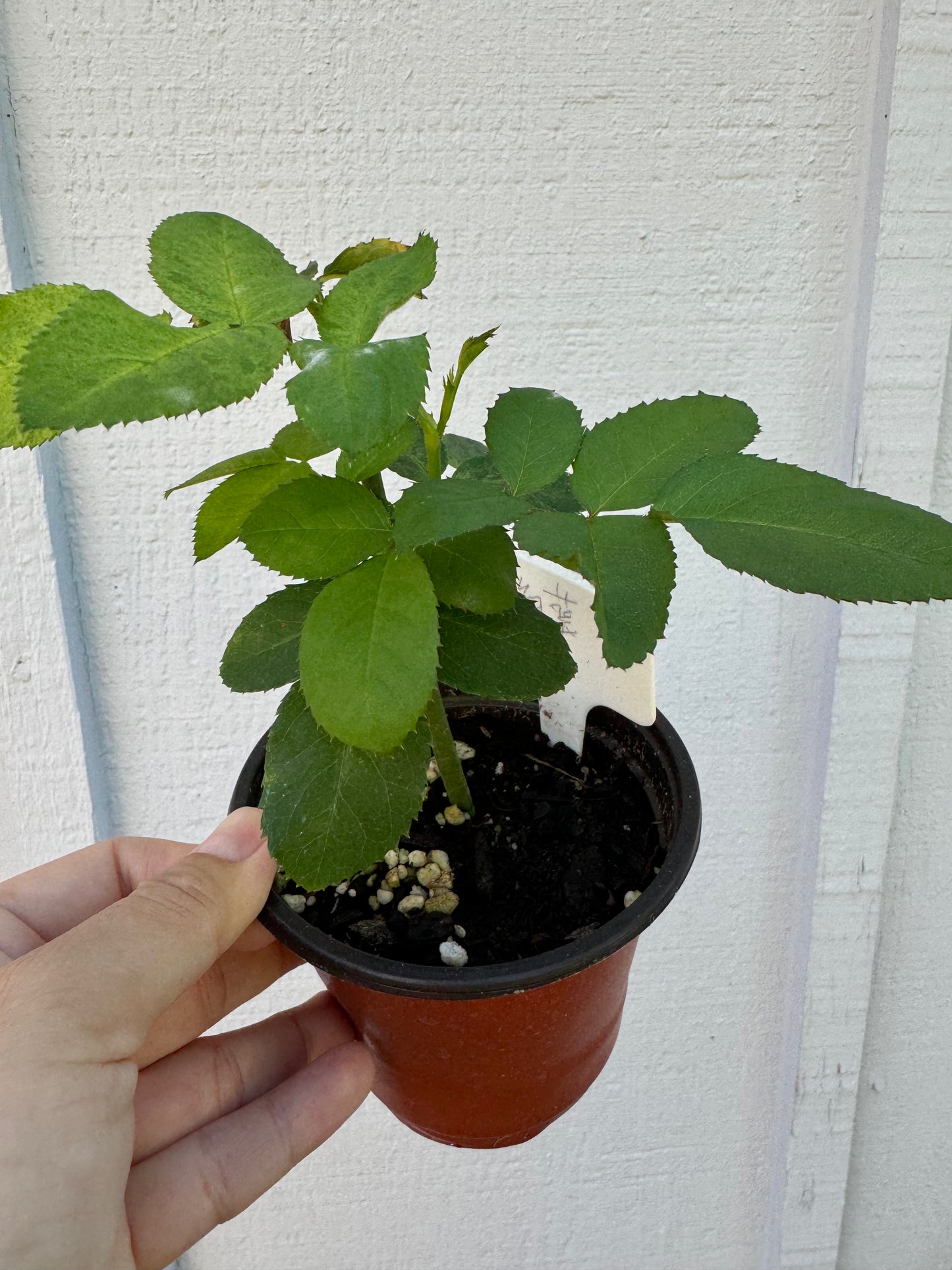 Japanese rare Sea Anemone 海葵 shrub rose 6 inch to 1 Gallon size