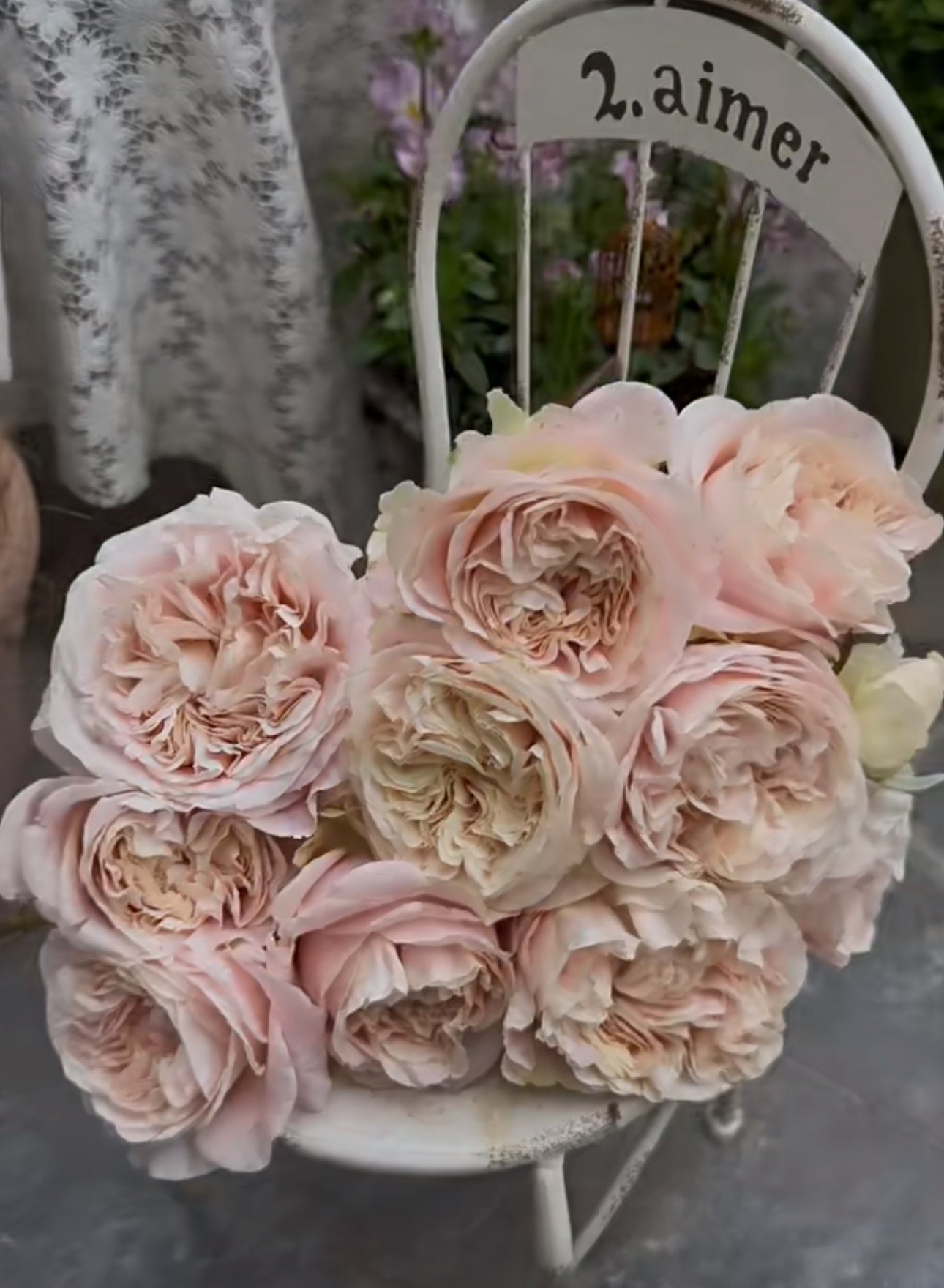 Rose Chiffon 1 gallon size live plant own root