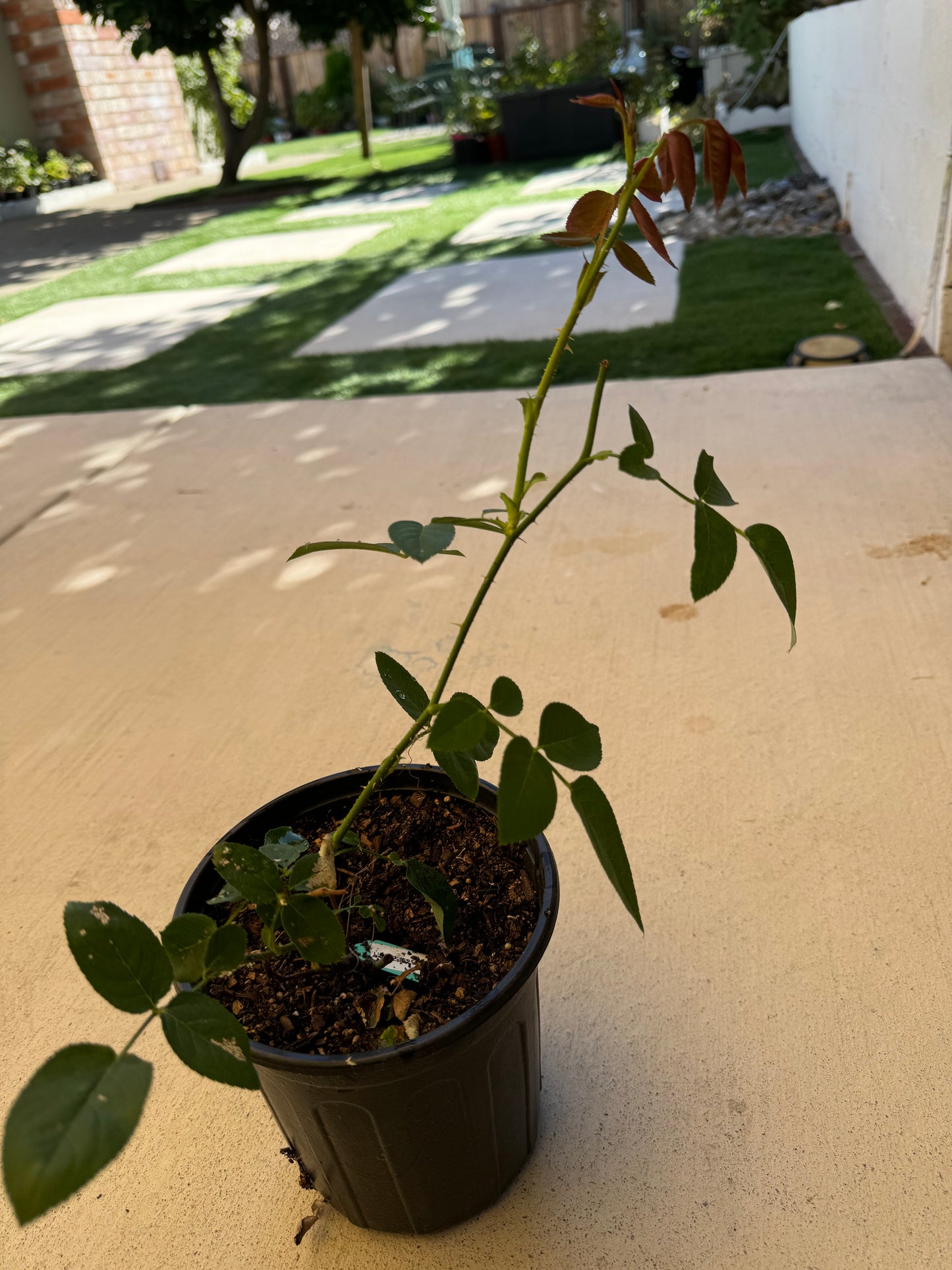 Romantic Antike Rose (浪漫古董) Shrub Rose 6"inch live plant