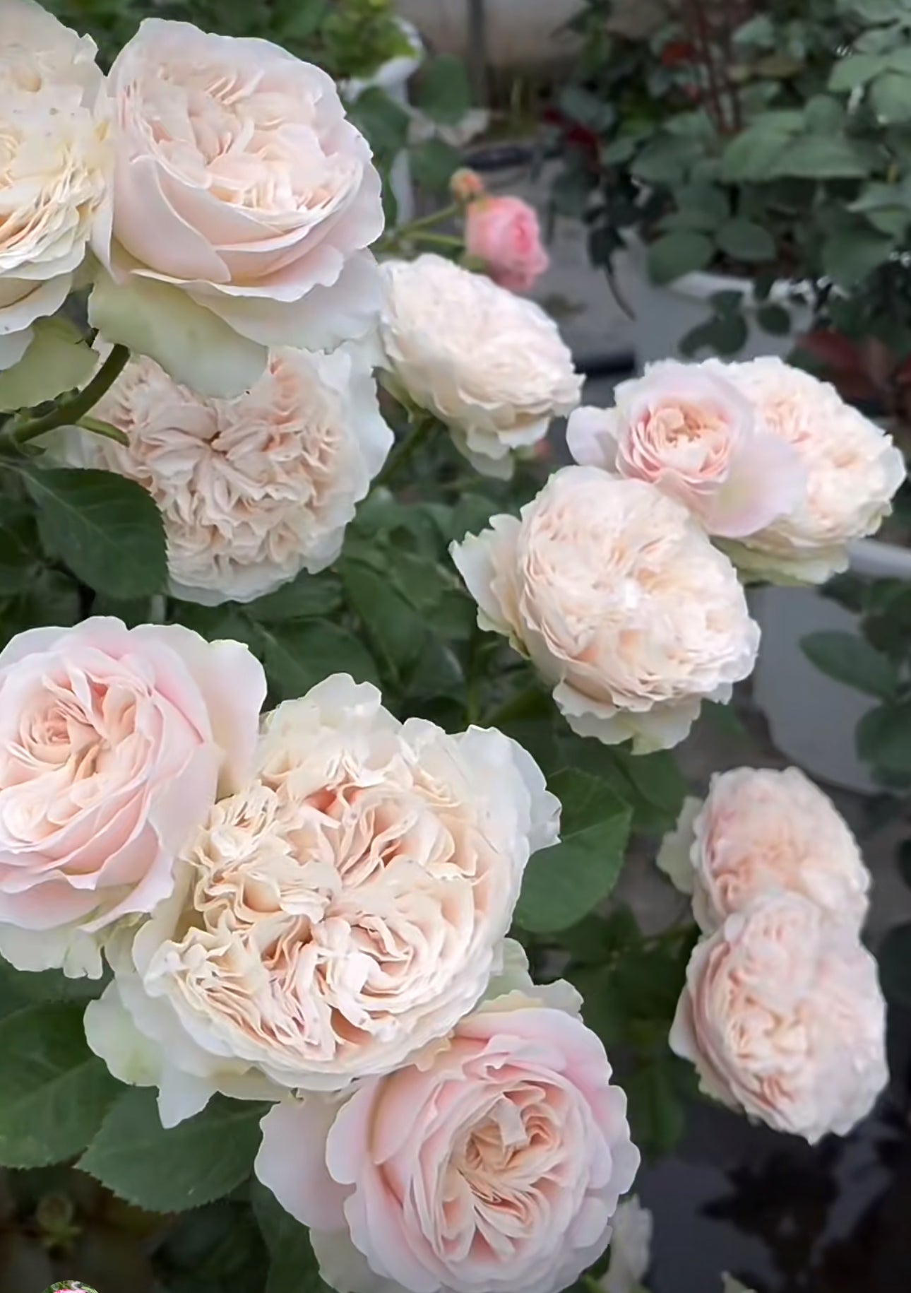Rose Chiffon 1 gallon size live plant own root