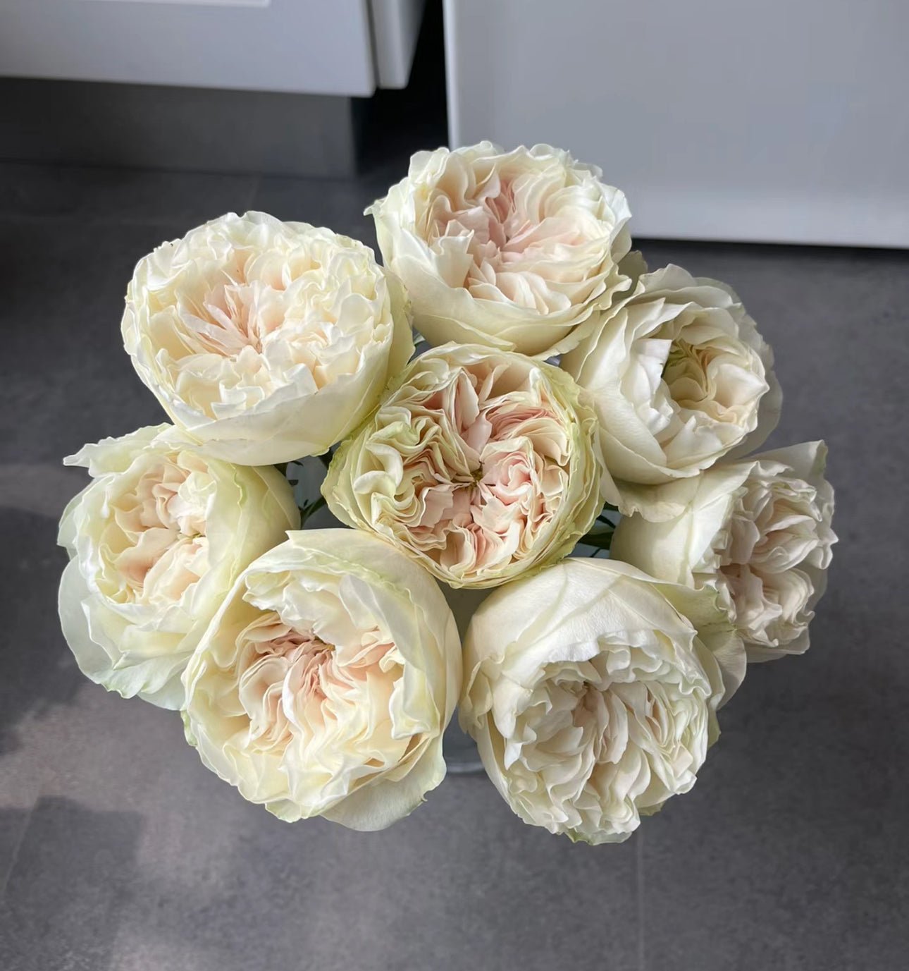 Rose Chiffon 1 gallon size live plant own root
