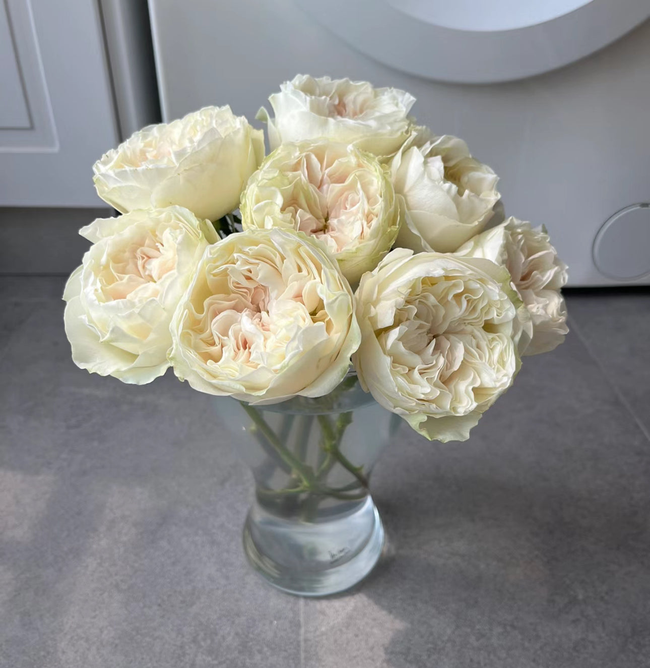 Rose Chiffon 1 gallon size live plant own root
