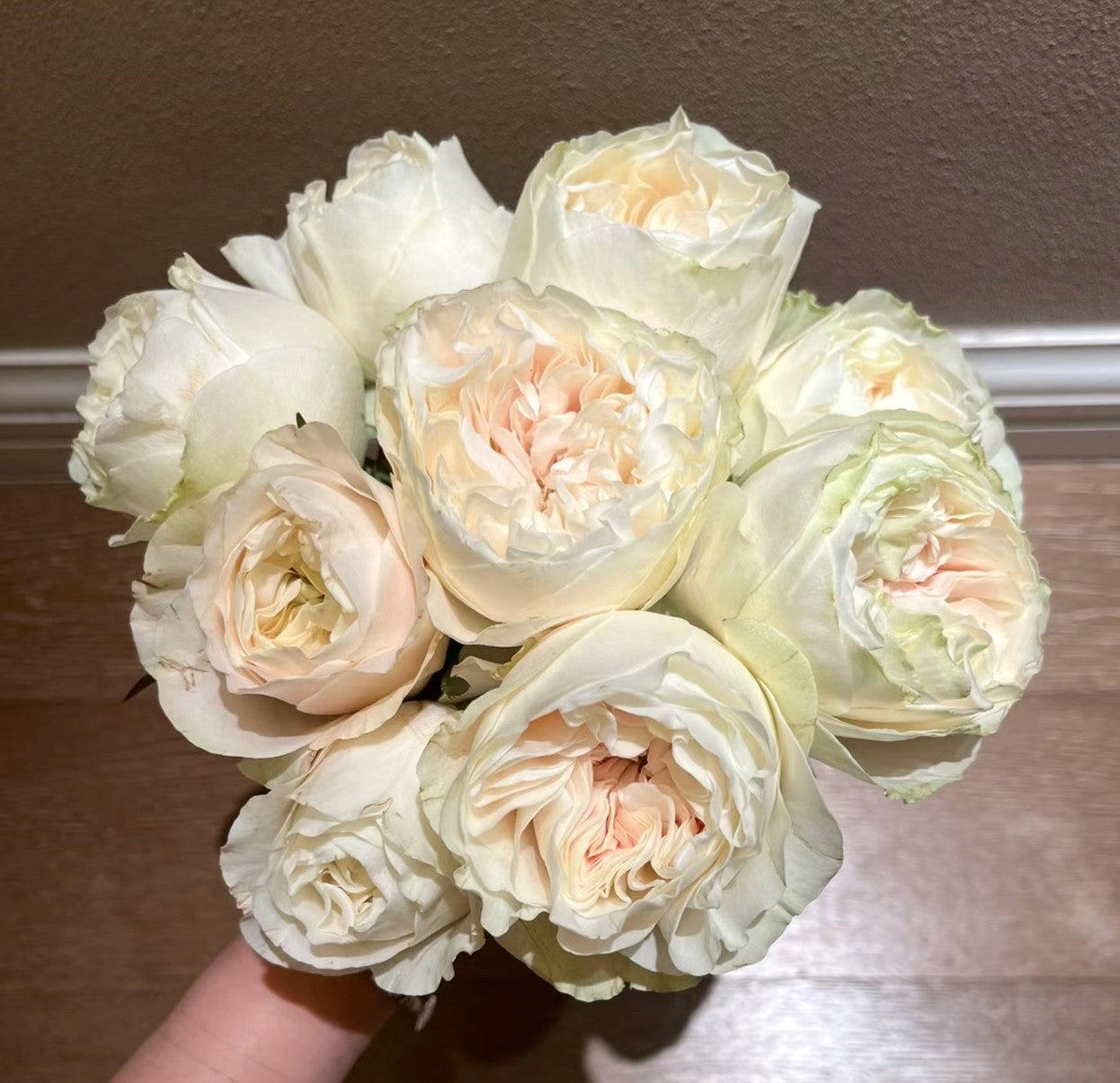 Rose Chiffon 1 gallon size live plant own root