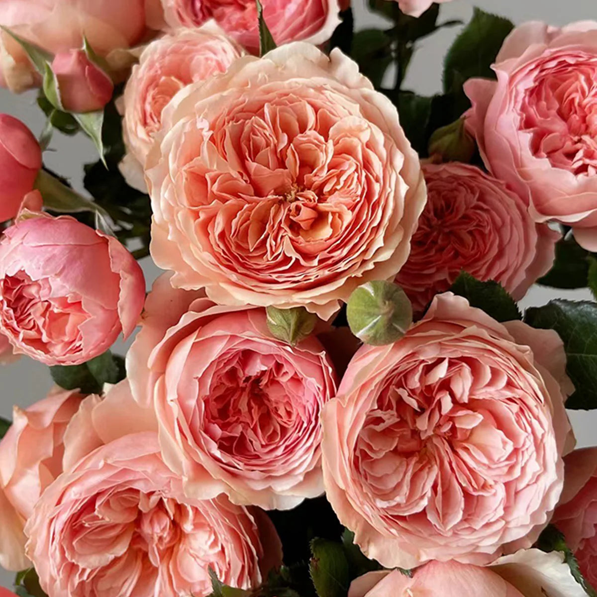 Rose Masora 6 inch pot own root