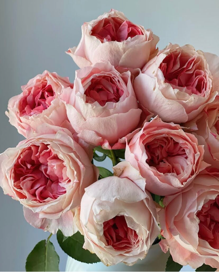 Japanese Rose Princess Sakura (樱花公主) - 1 Gallon live plant