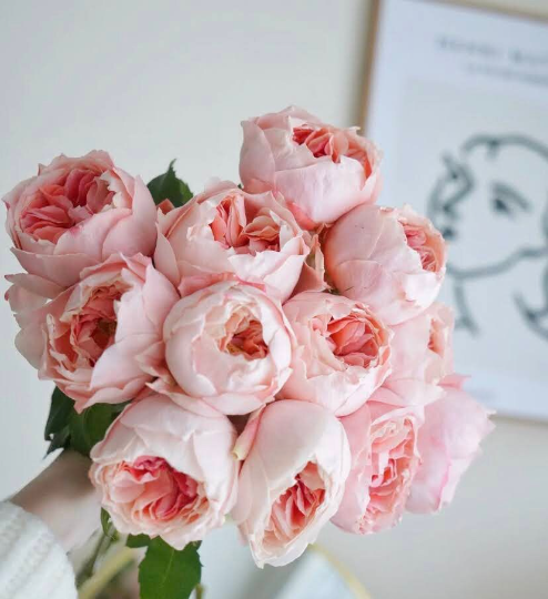 Japanese Rose Princess Sakura (樱花公主) - 1 Gallon live plant