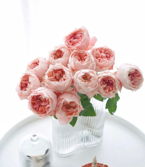 Japanese Rose Princess Sakura (樱花公主) - 1 Gallon live plant