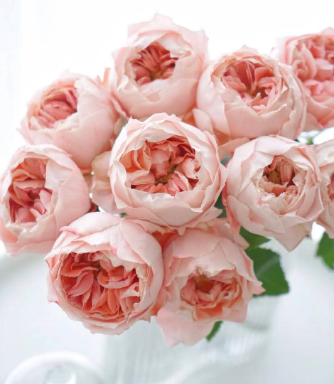 Japanese Rose Princess Sakura (樱花公主) - 1 Gallon live plant