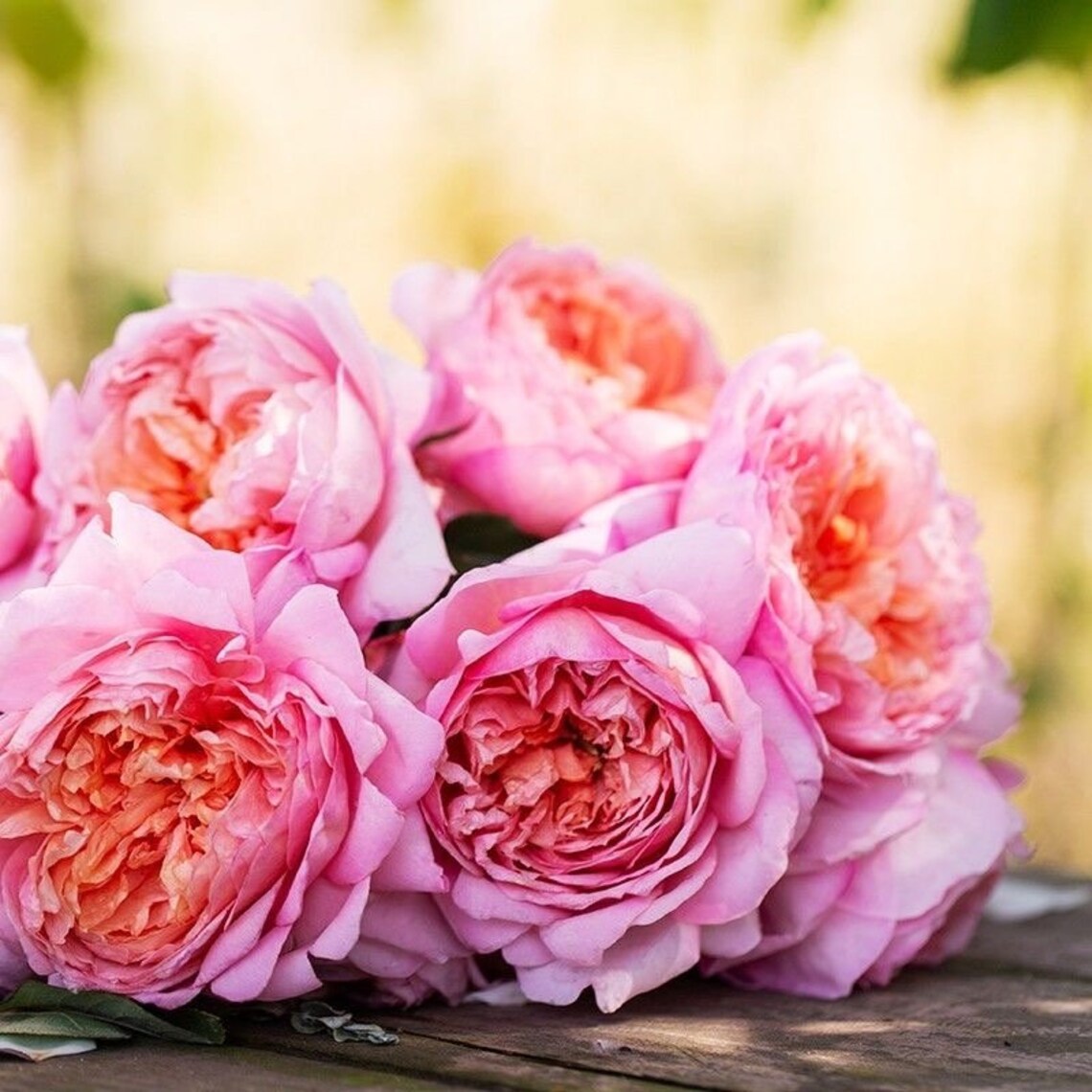 Chinese Rose. Taoran 桃染 1 Gallon live plant