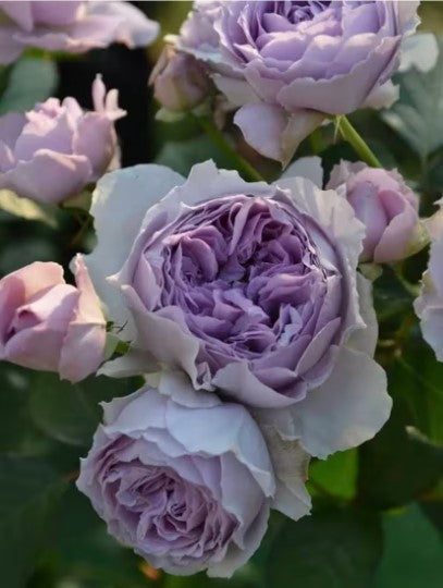 Rose “Yinyinqing” 隐隐青 (Faint Blue) Chinese Rose Live Plant Shrub 2 Gallon