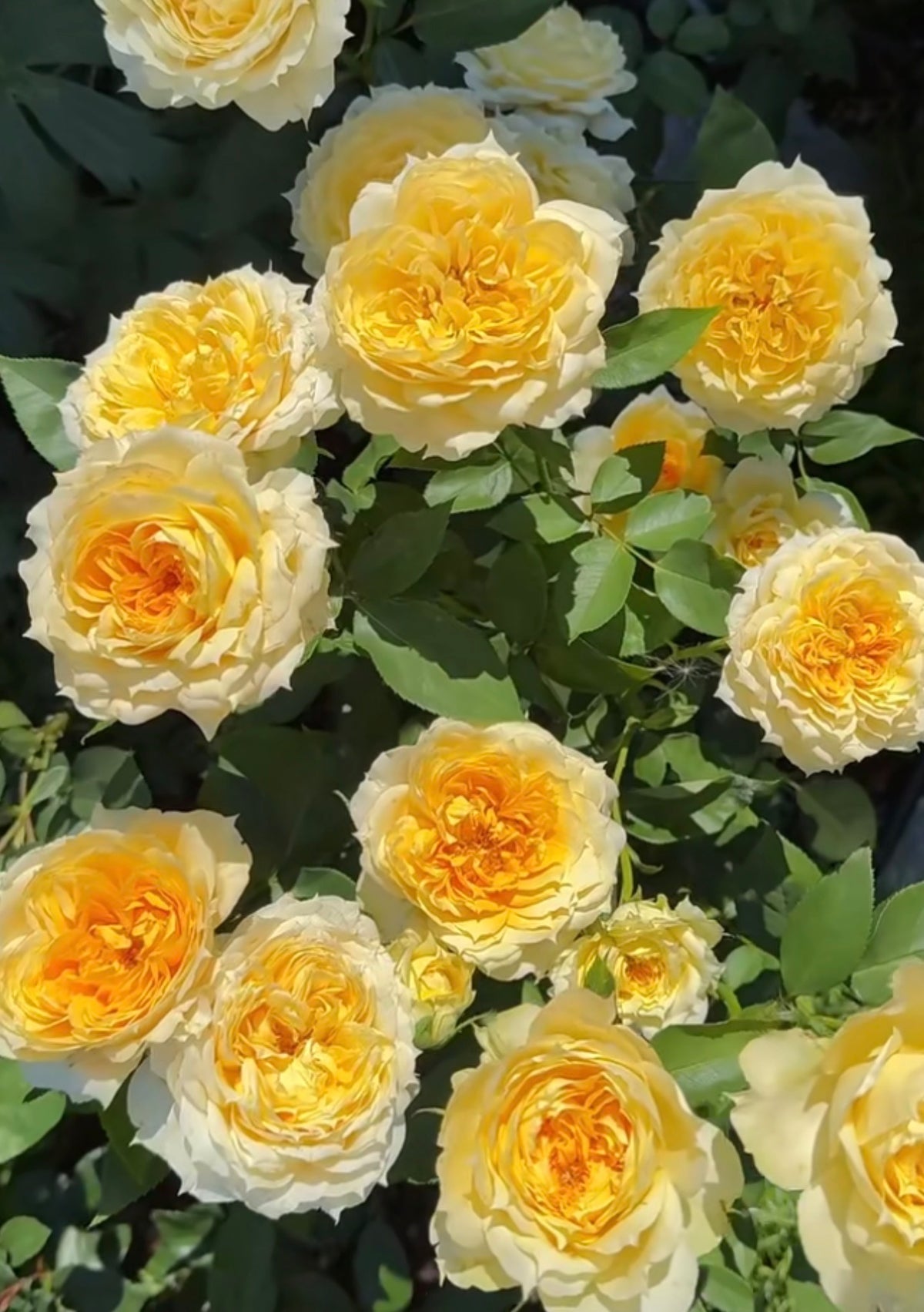 Rose Sunny Antic 1 gallon size