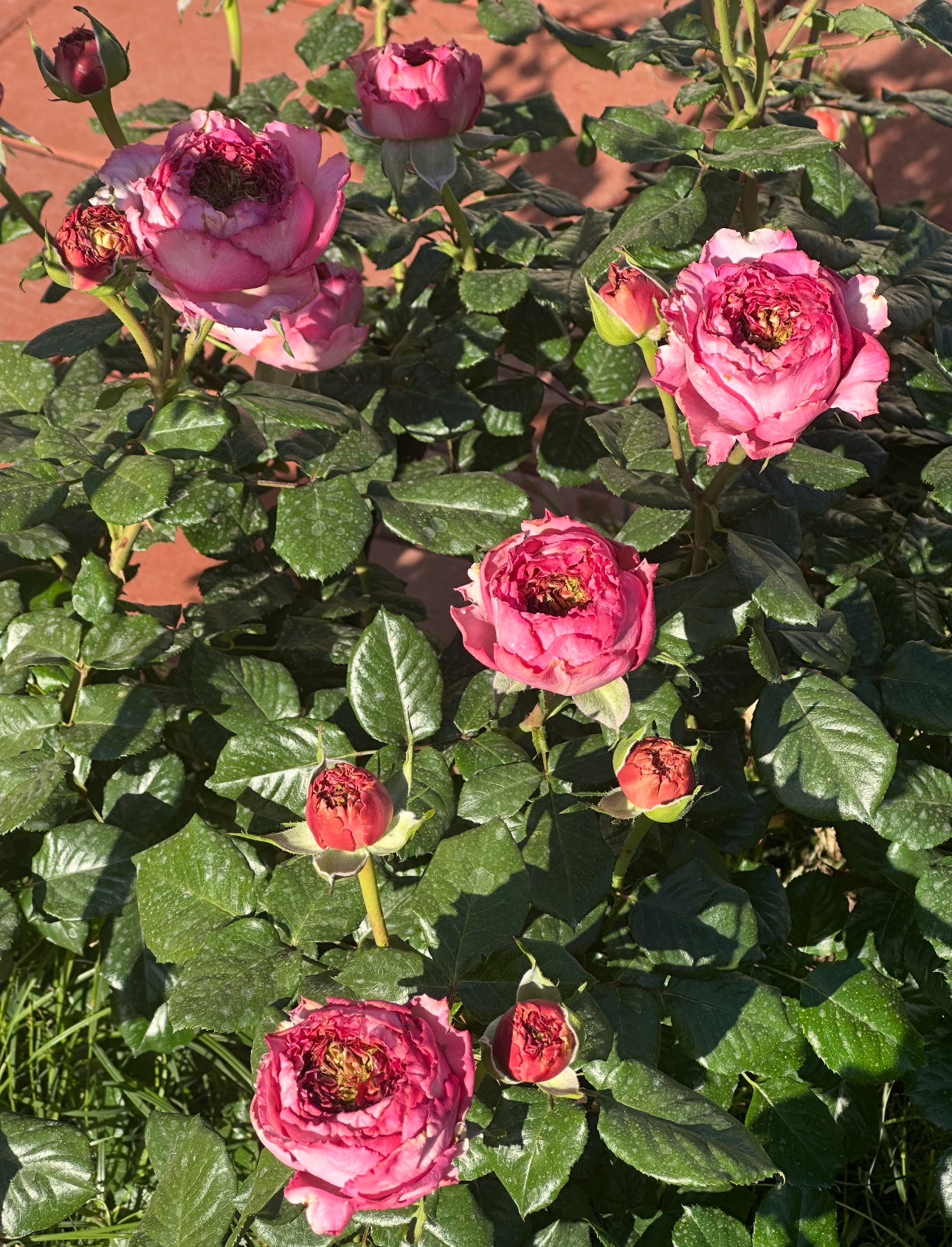Rose Cepheus 1 gallon