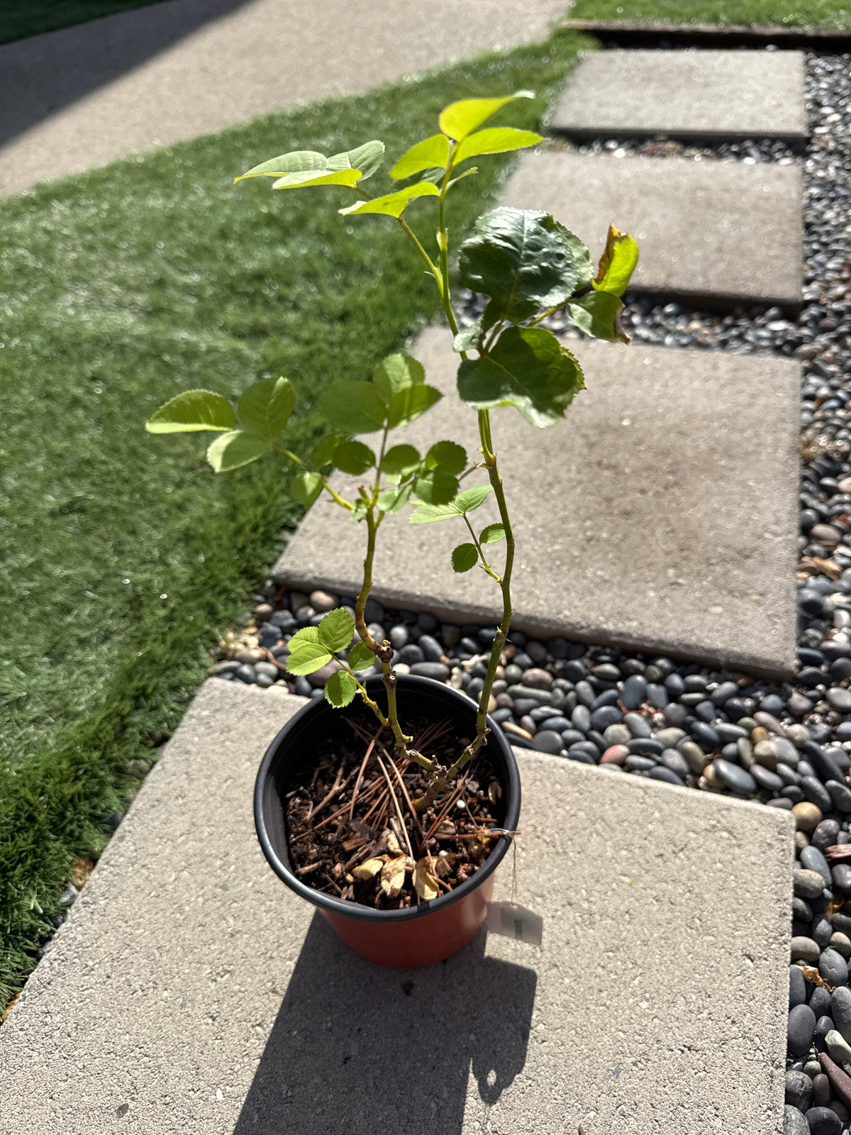 Rose Royal Blush 6inch own root