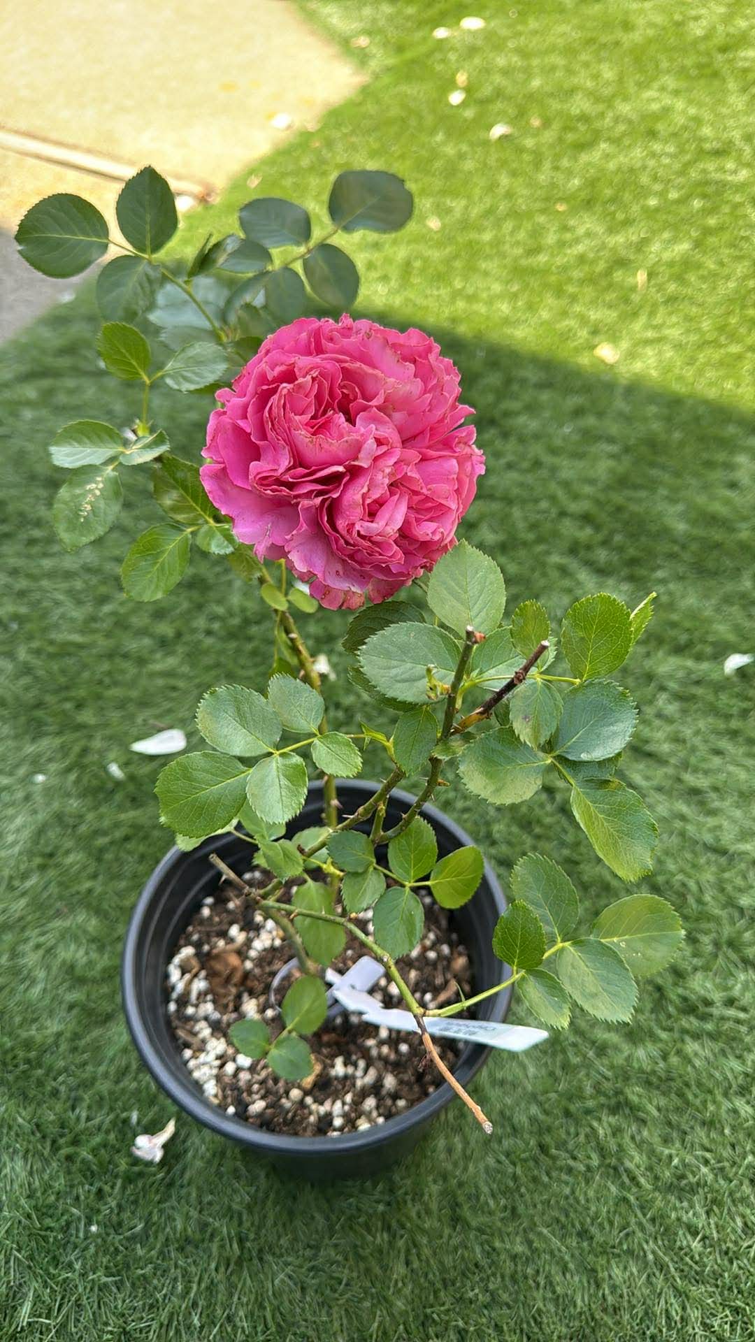 Rose Cepheus 1 gallon