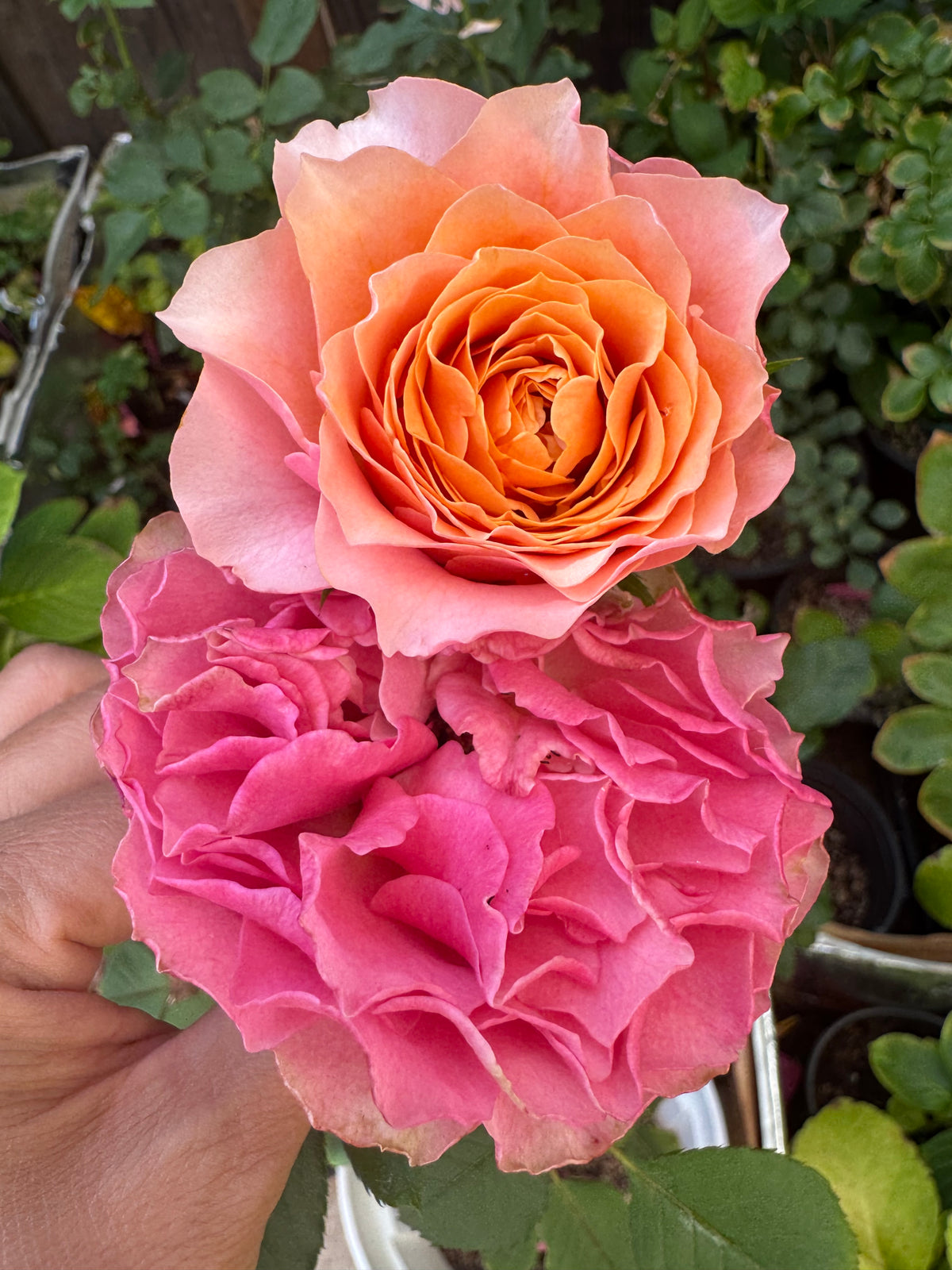 Rose Victoria Park 1 gallon own roots