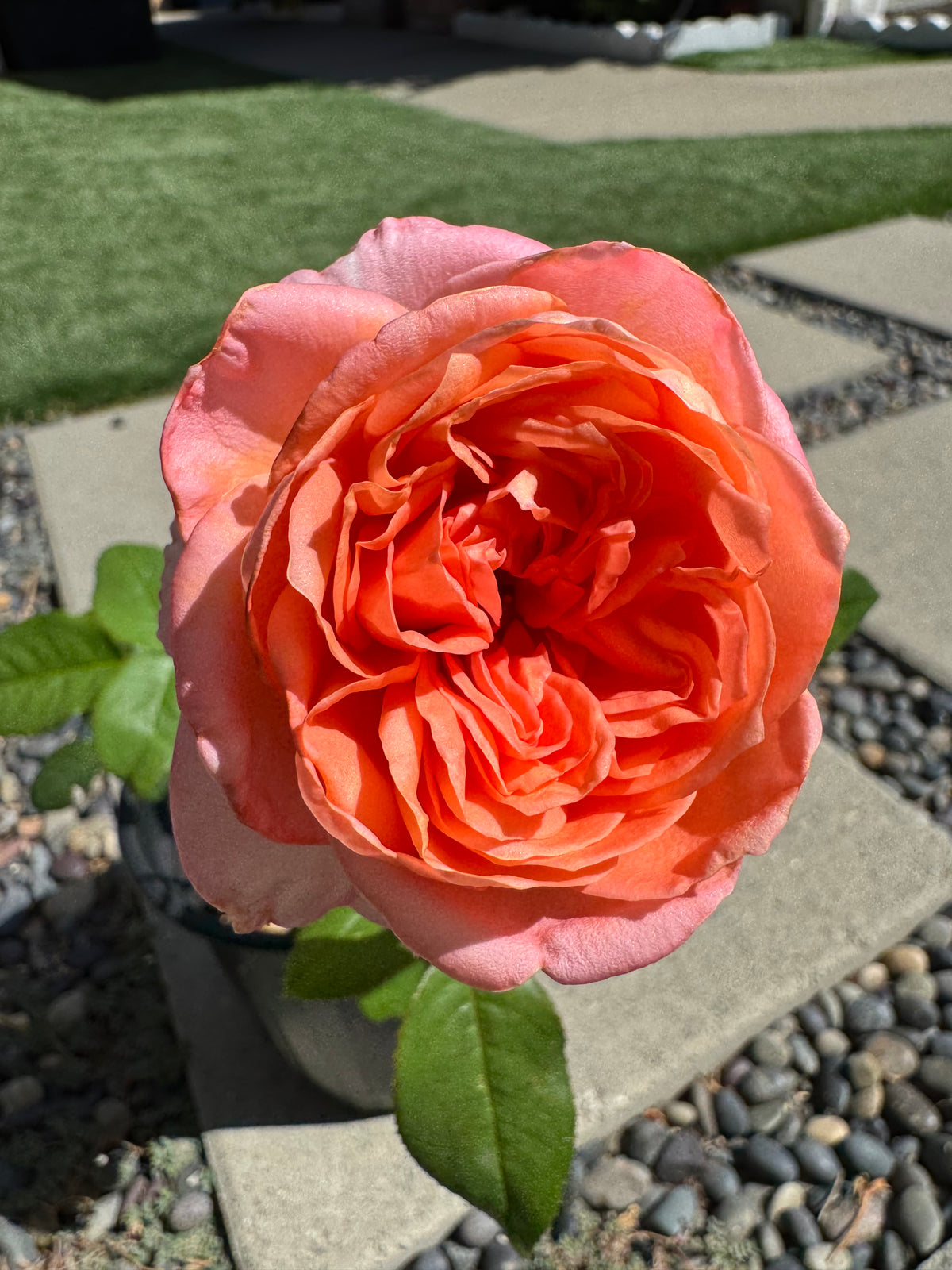 Rose Pink X-Pression 6inch size own roots
