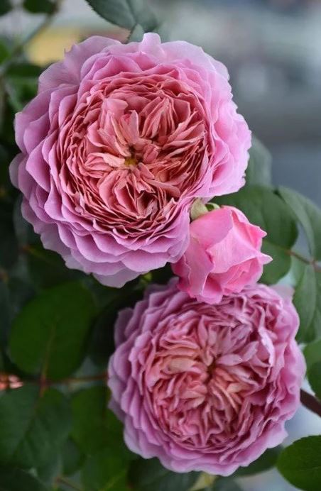 Special Deal-Eisvogel 翠鸟 Hybrid Tea Rose,  4  inch pot live plant (Own root)