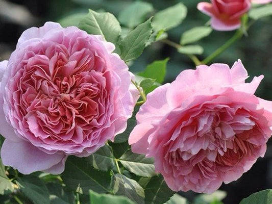 Japanese Rose Robe à la Française 法国礼服 1 Gallon size