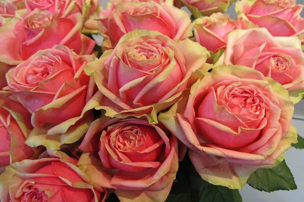 Yard Roses – Youna Botanic