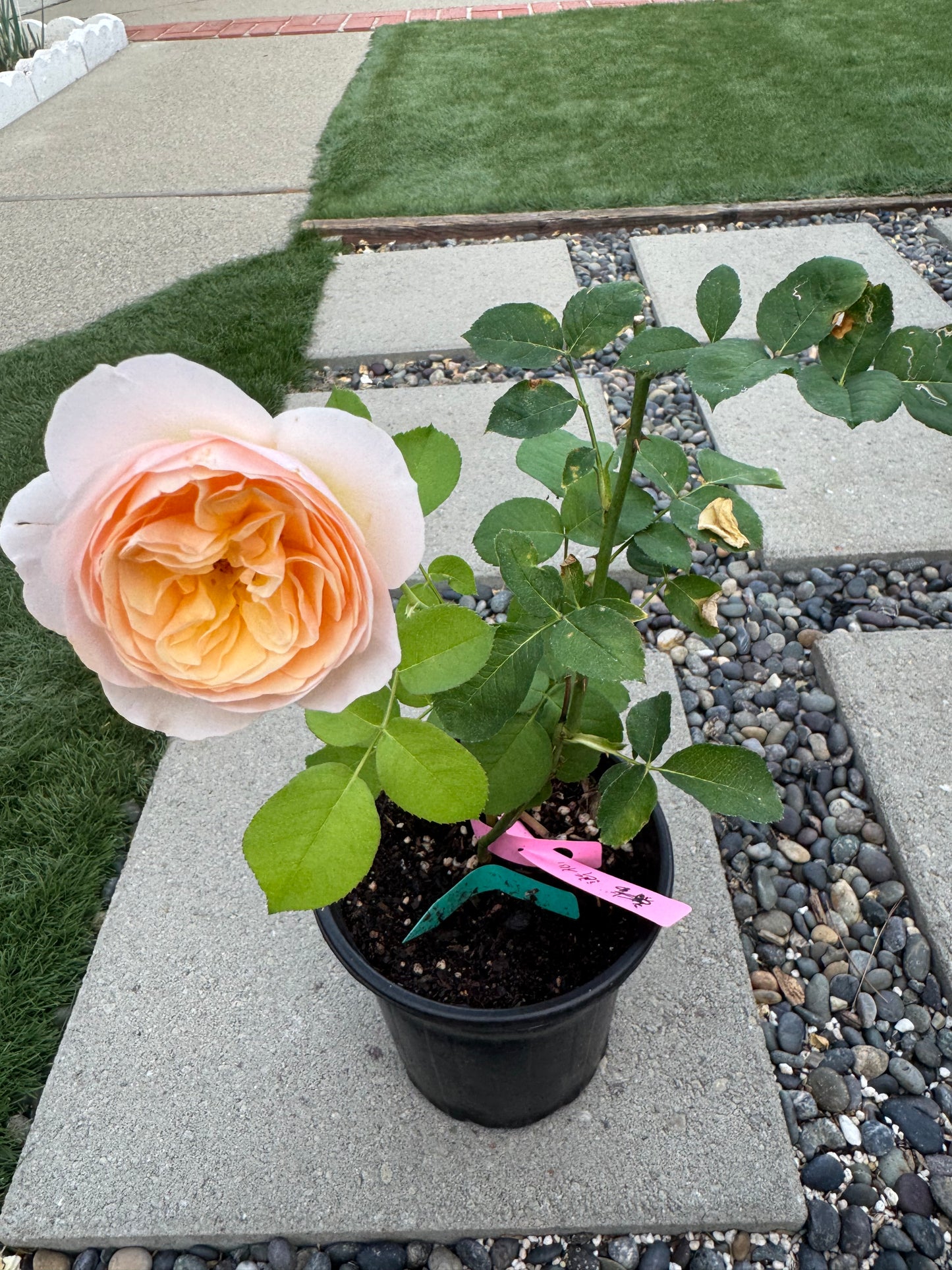 Chinese Rose. Hanxian.涵仙 Cutting Rose. Climbing Rose 6 inch size own root