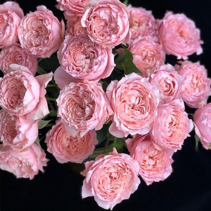 Rose Julieta. 朱丽叶塔，cut rose. Continue Blooming 1 Gallon Bare root