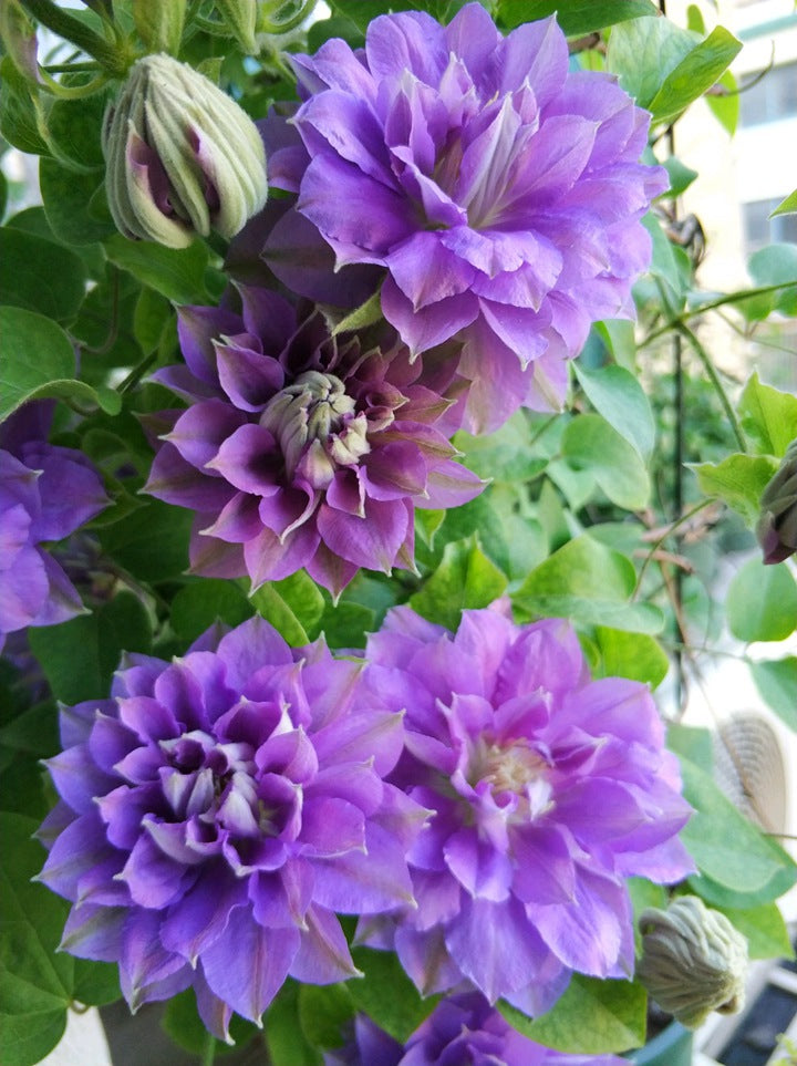 Clematis (円空) 4-6 inch size